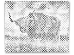 Bull on Pasture - Dottingo