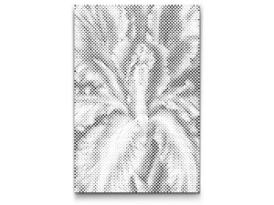 Iris flower - Dottingo
