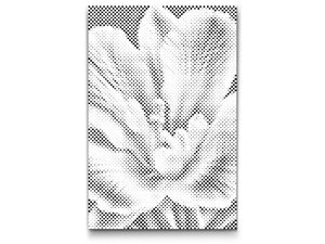 Freesia flower - Dottingo