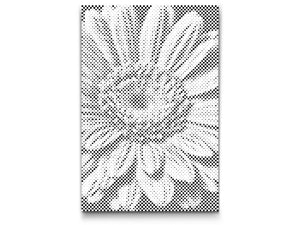 Gerbera flower - Dottingo