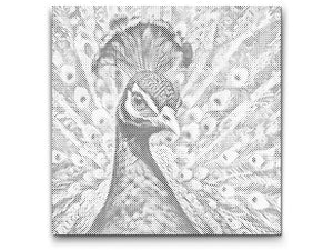 Peacock in shades of turquoise and orange - Dottingo