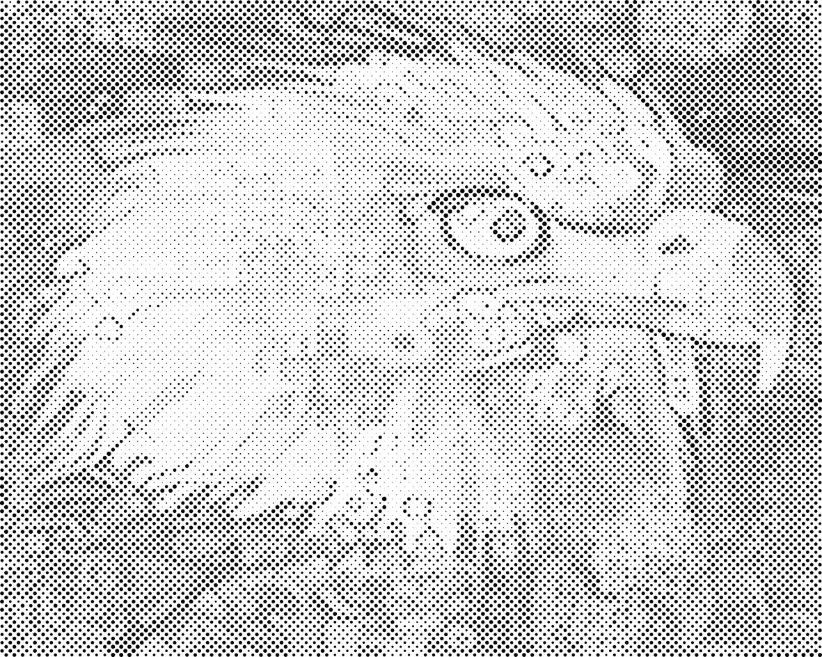 Eagle Head - Dottingo