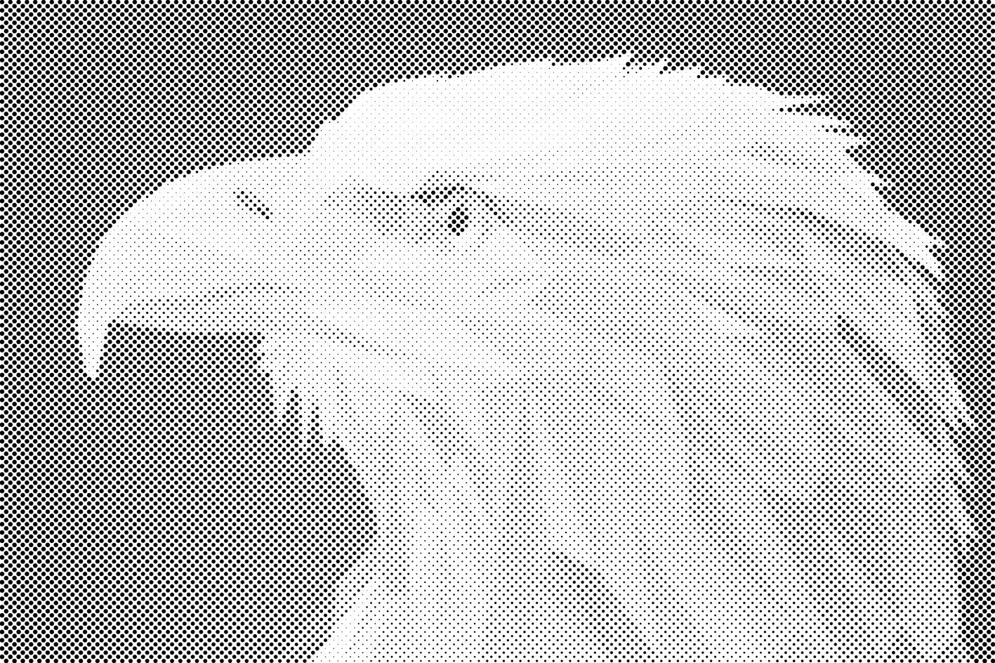 Eagle with a Yellow Beak - Dottingo