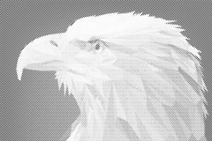 Eagle with a Yellow Beak - Dottingo