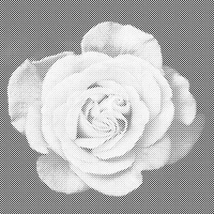 Head of Rose - Dottingo