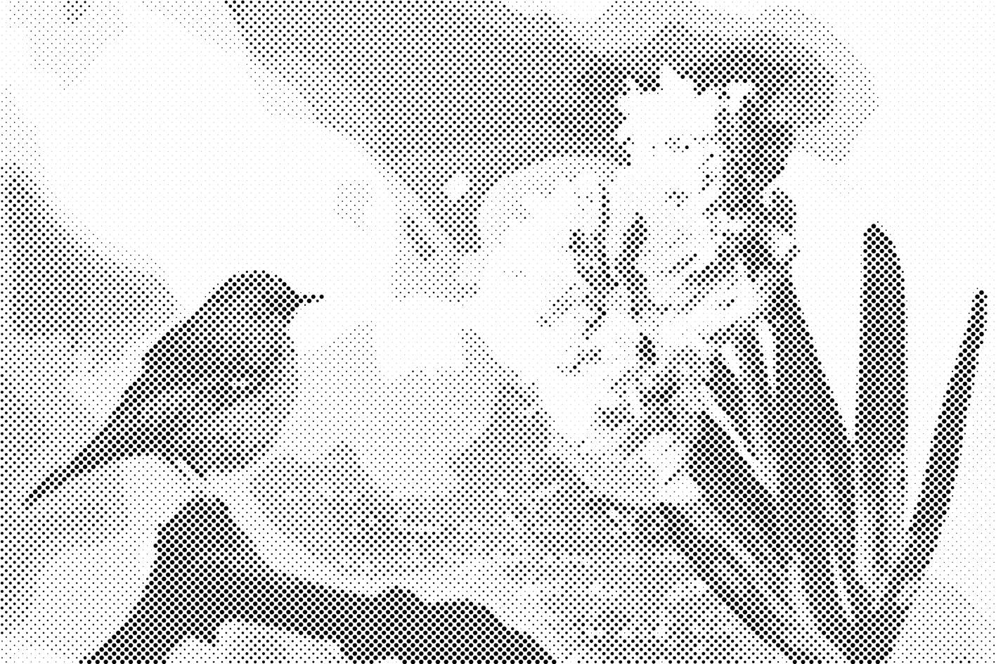 Hyacinth and Bird - Dottingo