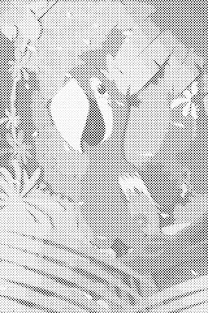 Happy Parrot - Dottingo