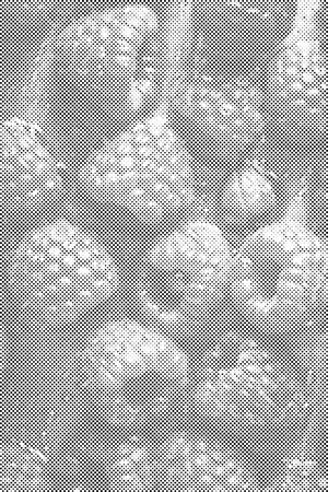 Juicy raspberries - Dottingo