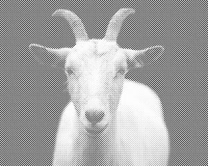 White Goat - Dottingo