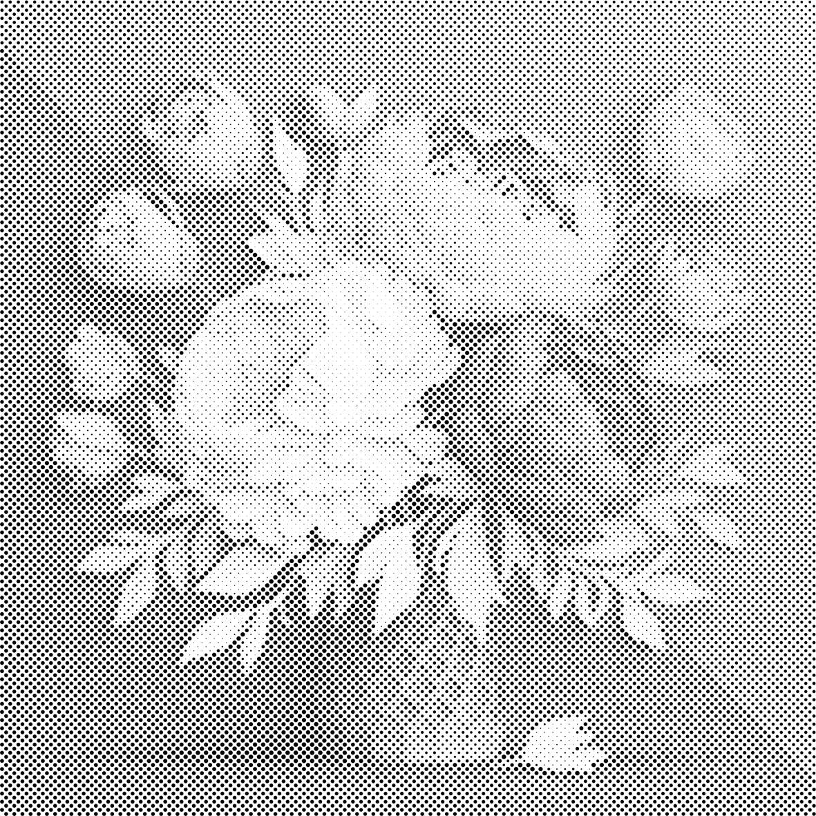 Bouquet of peonies - Dottingo