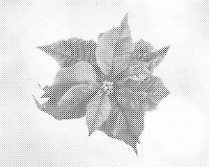 Poinsettia - Dottingo