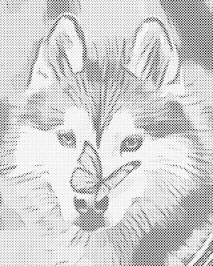 Butterfly and Husky - Dottingo