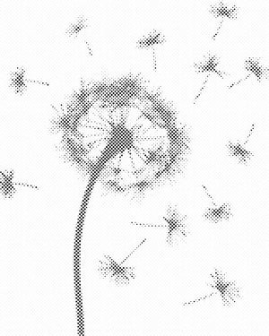 Blown Dandelion - Dottingo