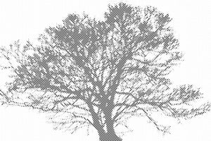 Black and White Tree - Dottingo