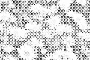 Daisies in the Meadow - Dottingo
