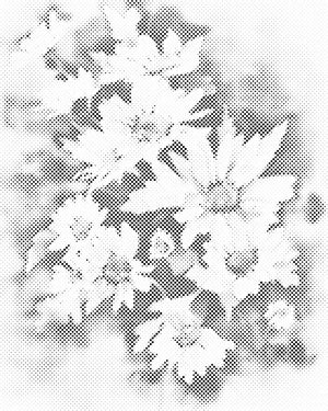 Autumn Flower, White Aster - Dottingo