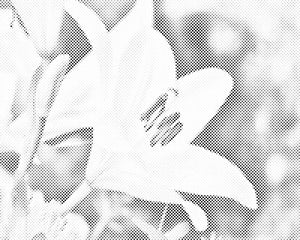 White Lily - Dottingo