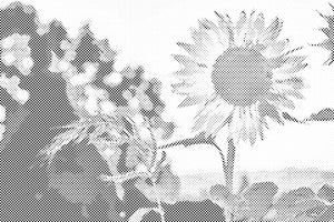 Sungflowers in the Meadow - Dottingo