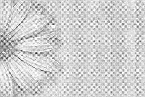 Purple Gerbera - Dottingo