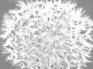 Dandelion - Dottingo