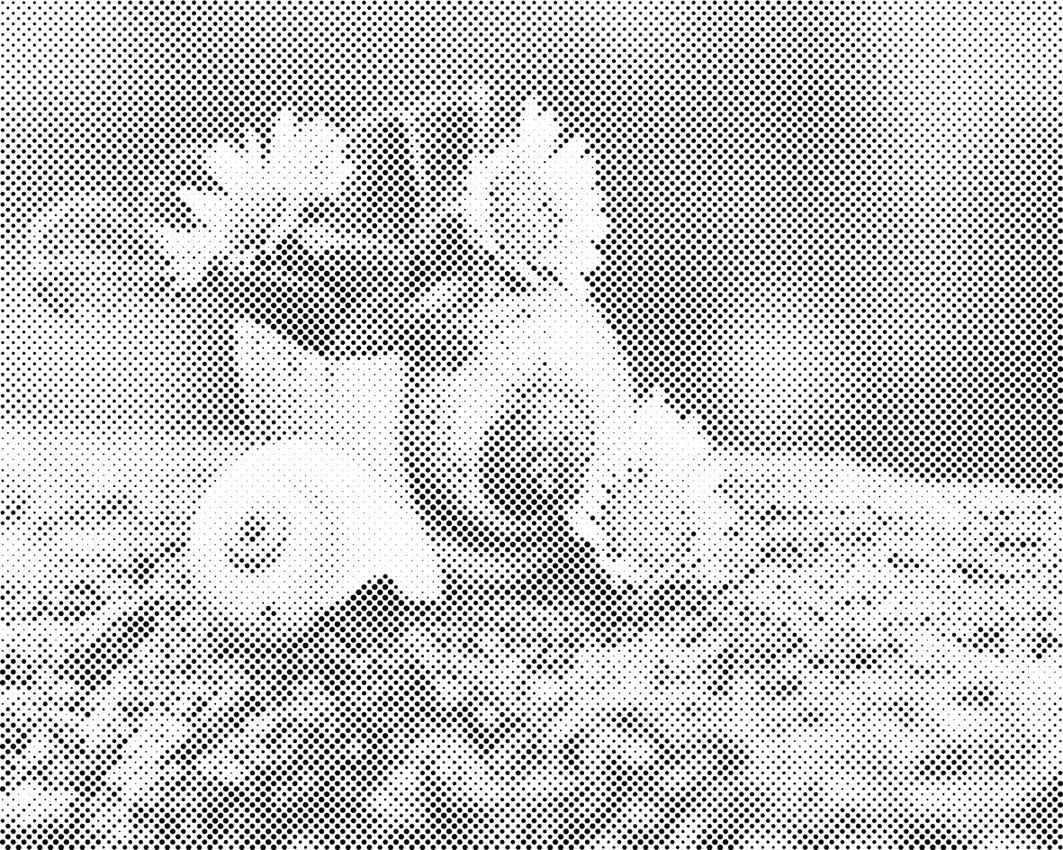 Daisies in the Conch - Dottingo