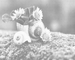 Daisies in the Conch - Dottingo