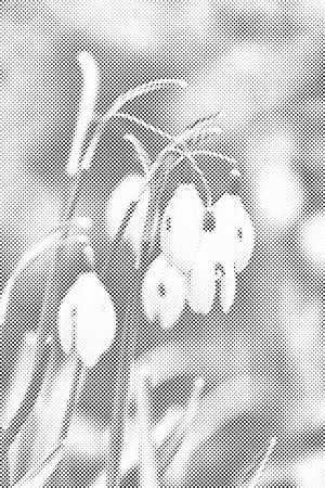 Lilies of the Valley - Dottingo