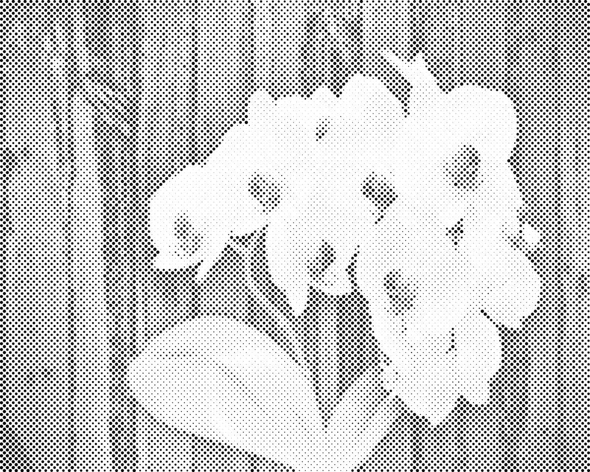 White Orchid - Dottingo