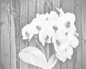 White Orchid - Dottingo