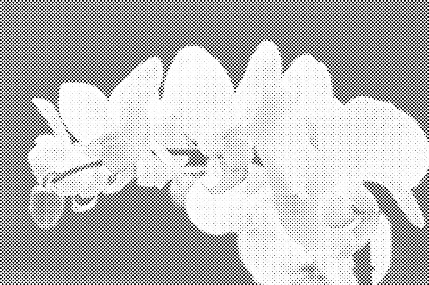 White Orchid 2 - Dottingo