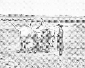 Hortobagy National Park, Hungary - Dottingo