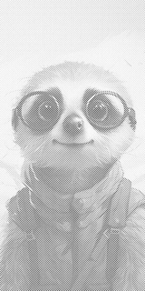 Meerkat in glasses - Dottingo