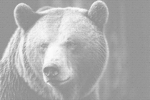 Grizzly bear - Dottingo