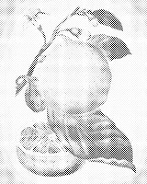 Fresh Lemon - Dottingo