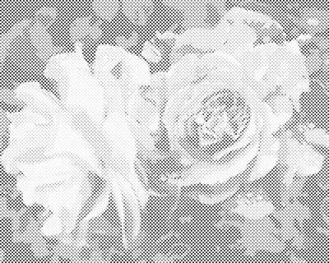 Rose, Flowers of Beauty - Dottingo