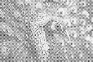 Indian Peafowl - Dottingo