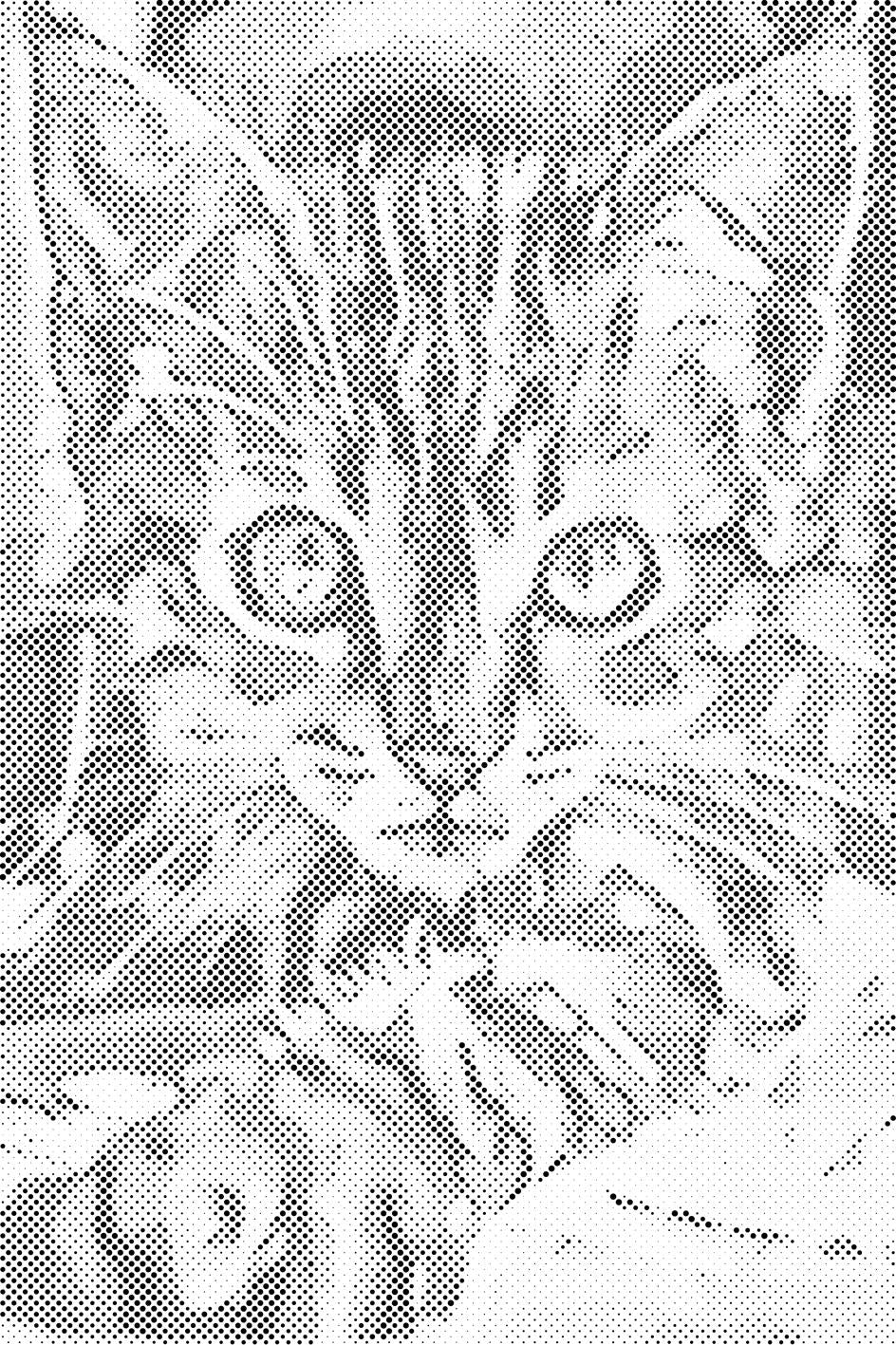 Curious Kitten - Dottingo