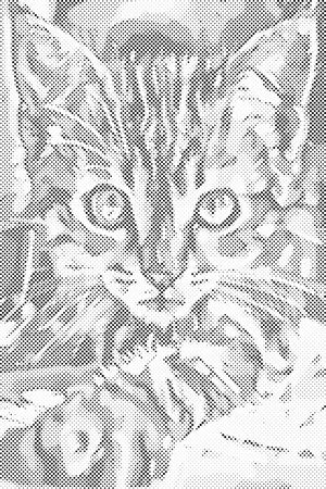 Curious Kitten - Dottingo