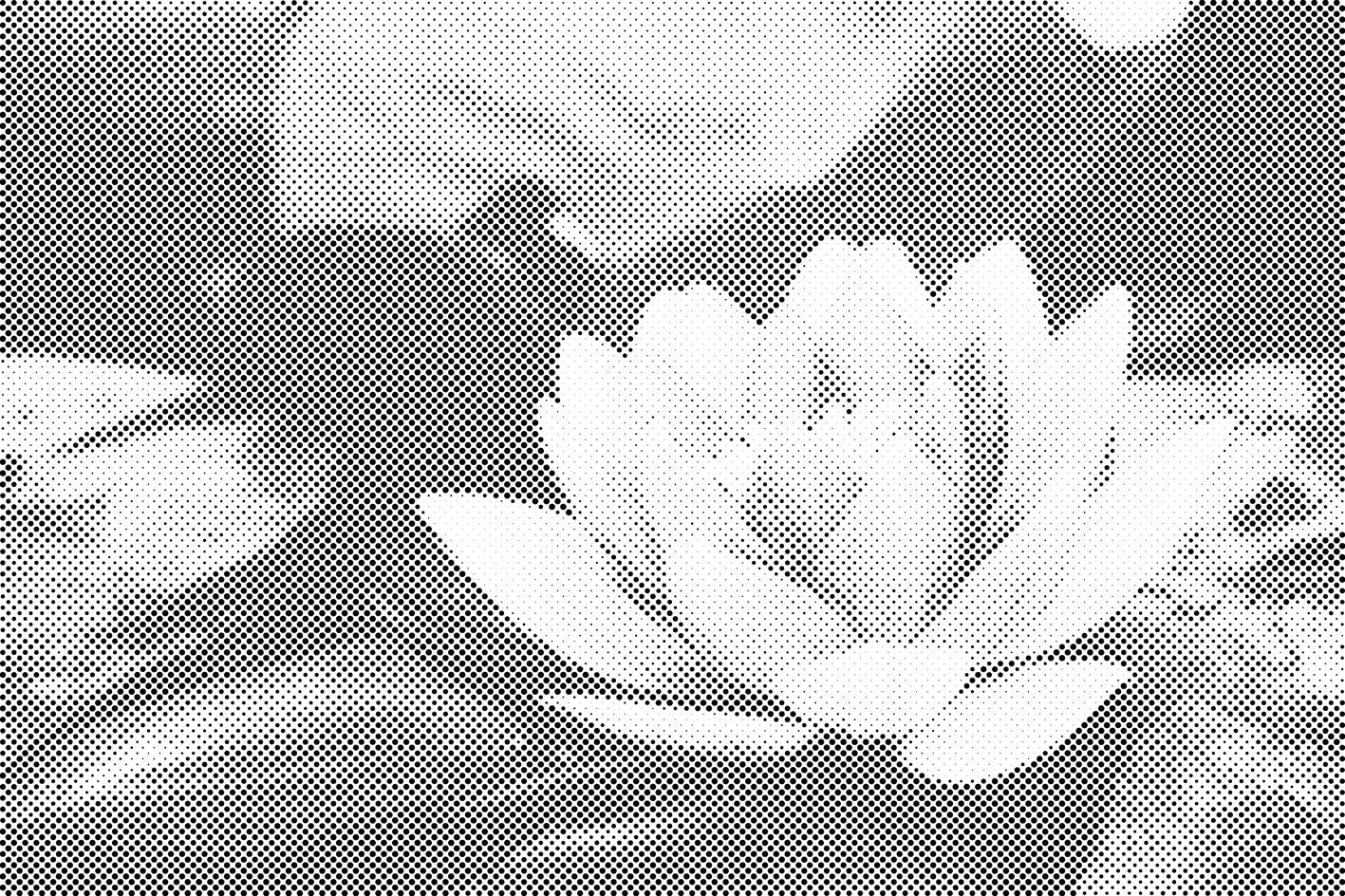 Water Lily - Dottingo