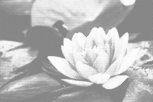 Water Lily - Dottingo