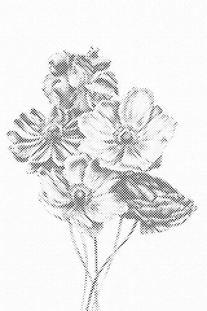 Illustration of Bouquet - Dottingo