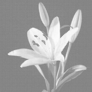 Lilies - Dottingo