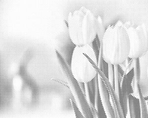 White Tulips - Dottingo