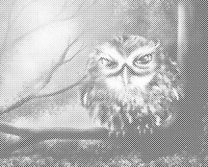 Wise Owl - Dottingo