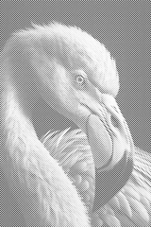 Diamond Painting - Flamingo portrait - Dottingo