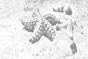 Starfish in the Sand - Dottingo