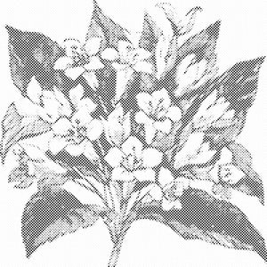 Bunch of Flowers - Dottingo
