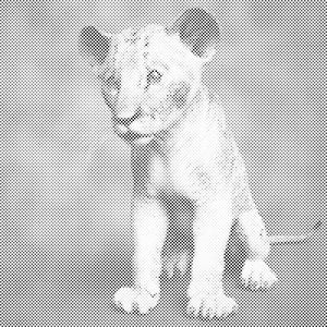 Little Simba - Dottingo