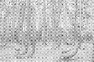 Crooked Forest in Poland - Dottingo