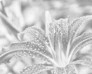 Drops of Water on the Lily Flower - Dottingo